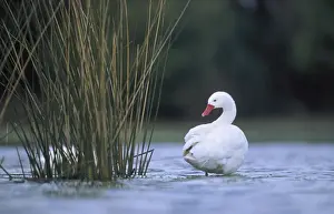 Coscoroba Swan - standing in water at the breeding site - Sep - Argentine Pampa - Argentina