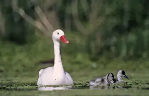 Pampas Prints: Coscoroba Swans - adult with young in water at the breeding site - Sep - Argentine Pampa - Argentina
