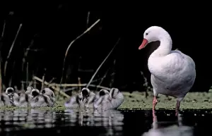 Coscoroba Swans - adult with young in water at the breeding site - Sep - Argentine Pampa - Argentina