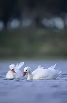 Coscoroba Swans - in water at the breeding site - Sep - Argentine Pampa - Argentina
