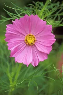 Cosmos Prints: Cosmos Bipinnatus Psycho july flowering, Wakehurst place, West Sussex, UK