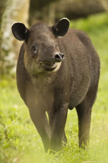 Solitary Gallery: Costa Rica. Bairdis Tapir (Tapirus bairdii)