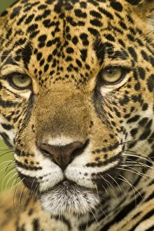 Costa Rica. Jaguar (Panthera onca) portrait