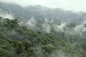 Costa Rica - Monteverde - cloud forest