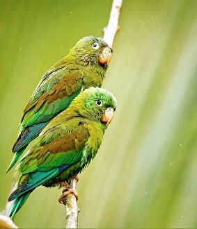 Costa Collection: Costa Rica, parakeet perched Date: 20-02-2015