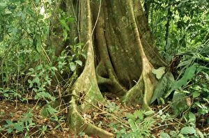 Costa Rica RAINFOREST - Fig tree, butress roots