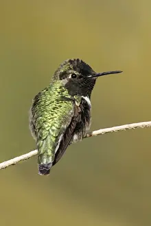 Costa's Hummingbird