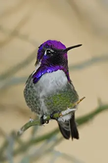 Costa's Hummingbird