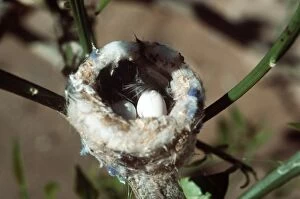 Images Dated 29th June 2004: Costa's Hummingbird Nest & Eggs Yuma, Arizona, USA