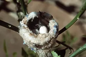 Costa's Hummingbird Nest & Eggs Yuma, Arizona, USA