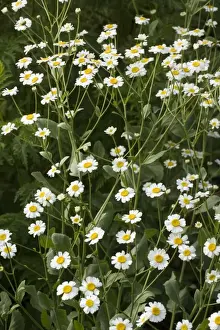 Culinary Prints: Costmary, or Alecost (Tanacetum balsamita). An old culinary and medicinal herb. Garden