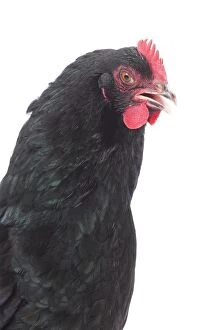 Comb Gallery: Cotentine Chicken hen