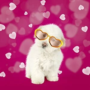 Coton de Tulear dog wearing heart shaped glasses