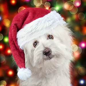 Images Dated 25th May 2021: Coton de Tulear dog wearing red Christmas Santa hat