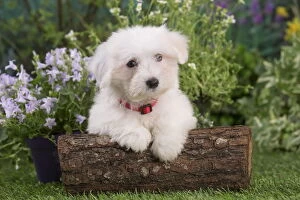 Images Dated 14th August 2018: Coton de Tulear puppy outdoors