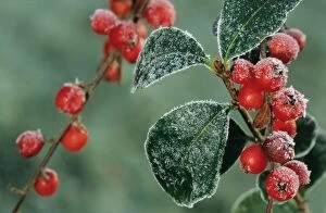 Cotoneaster Berries with frost