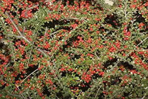Berries Prints: Cotoneaster plant - with abundant red berries, Cotswolds, UK
