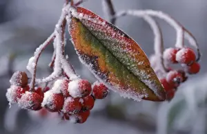 Cotoneaster Rimed berries