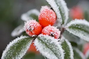 Cotoneasters Prints: Cotoneaster Rimed berries - In frost