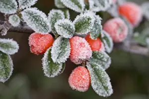 Shrubs Prints: Cotoneaster Rimed berries - In frost