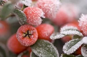 Images Dated 24th January 2007: Cotoneaster Rimed berries - In frost