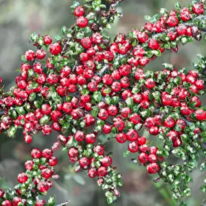 Cotoneasters Prints: Cotoneaster - ripe berries in winter