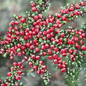 Cotoneaster - ripe berries in winter, garden escape