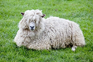 Cotswold Sheep Ewe - sitting - Rare Breed Trust Cotswold Farm Park Cotswold Sheep Ewe - sitting - Rare Breed Trust Cotswold Farm Park