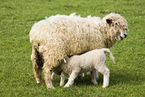 Domestic Sheep ewe suckles lambs