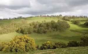 Cotswolds - Woodland and gorse on side of valley escarpment at Mickleton near Chipping Campden UK