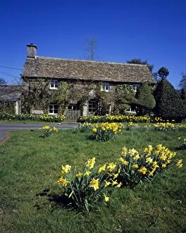 Images Dated 22nd March 2016: Cottage with Daffodils in Spring Eastleach, Cotswolds, UK