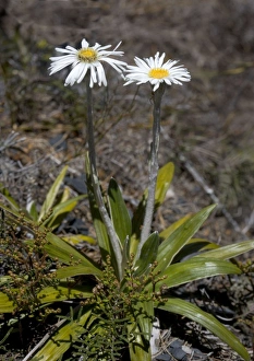 Images Dated 14th January 2005: Cotton daisy, North Island, New Zealand. Endemic