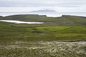 Shetland Island Collection: Cotton Grass and Shetland Coast, with Papa Stour in Background West Mainlad, Shetland, UK LA003163