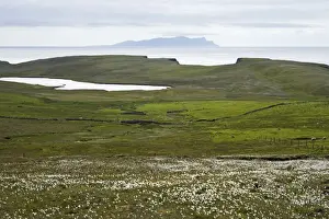 Shetland Island Prints: Cotton Grass and Shetland Coast