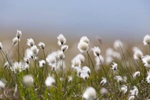 Images Dated 16th June 2013: Cotton Grass - Yell