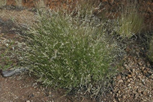 Images Dated 8th June 2003: Cotton Panic Grass Native Australian grass Northern South Australia, Australia