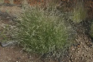 Grasses Prints: Cotton Panic Grass Native Australian grass Northern South Australia, Australia