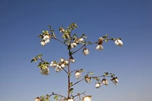 Crops Gallery: Cotton Plant