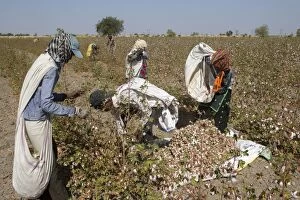 Images Dated 24th March 2015: Cotton Plant workers harvesting cotton