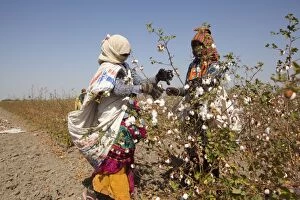 Images Dated 24th March 2015: Cotton Plant workers harvesting cotton