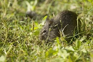 Images Dated 19th April 2012: Cotton Rat - feeding in grassland