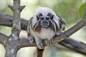 Images Dated 14th February 2005: Cotton-top Tamarin. Venezuela