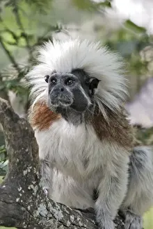 Cotton-top Tamarin. Venezuela