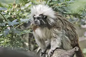 Cotton-top Tamarin. Venezuela
