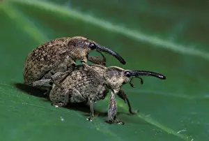 Weevil Prints: Cotton Weevil - pair mating