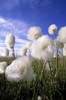 Cottongrass Prints: Cottongrass sp. - a very typical plant in marshes of tundra near Dikson