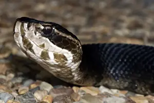 Viper Prints: Cottonmouth Snake - found in or near water in Eastern USA