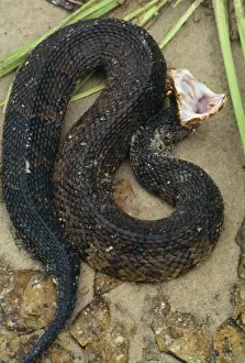Death Prints: Cottonmouth / Water Moccasin Snake - Feigning death