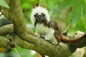 Images Dated 1st October 2007: Cottontop Tamarin / Pinche Tamarin - Northern Colombia