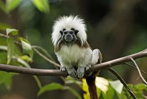 Images Dated 1st October 2007: Cottontop Tamarin / Pinche Tamarin - Northern Colombia